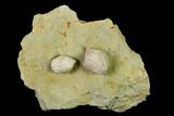 Multiple Blastoid (Pentremites) Plate - Illinois #135592-1